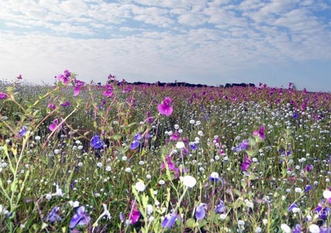 cab from pune to Kaas Plateau